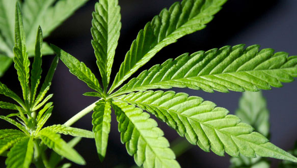 BREAKING NEWS: Marijuana Lobby Offers New Packaging, Same Deception